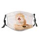 yanfind Isolated Fur Young Cat Kitty Cute Shorthair Pedigreed Vertebrate Beautiful Shot Pet Dust Washable Reusable Filter and Reusable Mouth Warm Windproof Cotton Face