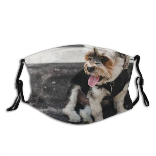yanfind Idyllic Sit Dog Calm Pavement Rough Friendly Yorkshire Cute Road Chordate Attentive Dust Washable Reusable Filter and Reusable Mouth Warm Windproof Cotton Face