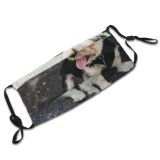 yanfind Idyllic Sit Dog Calm Pavement Rough Friendly Yorkshire Cute Road Chordate Attentive Dust Washable Reusable Filter and Reusable Mouth Warm Windproof Cotton Face