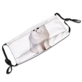 yanfind Isolated Whisker Fur Young Little Cat Kitty British Cute Striped Shorthair Adorable Dust Washable Reusable Filter and Reusable Mouth Warm Windproof Cotton Face