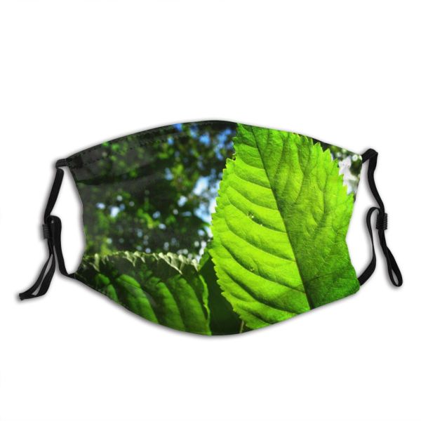 yanfind Plant Coniferous Tropical Broadleaf Tree Temperate Grove Forest Mountains Woody Northern Forests Dust Washable Reusable Filter and Reusable Mouth Warm Windproof Cotton Face