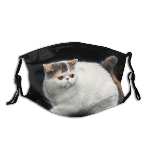 yanfind Isolated Fur Young Cat Cute Shorthair Vertebrate Beautiful Shot Pet Studio Eyes Dust Washable Reusable Filter and Reusable Mouth Warm Windproof Cotton Face