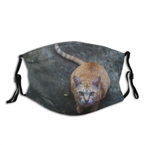 yanfind Fur Young Cat Kitty Cute Beautiful Pretty Face Pet Eyes Tabby Portrait Dust Washable Reusable Filter and Reusable Mouth Warm Windproof Cotton Face