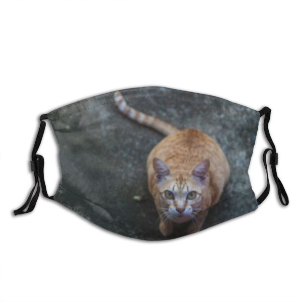 yanfind Fur Young Cat Kitty Cute Beautiful Pretty Face Pet Eyes Tabby Portrait Dust Washable Reusable Filter and Reusable Mouth Warm Windproof Cotton Face