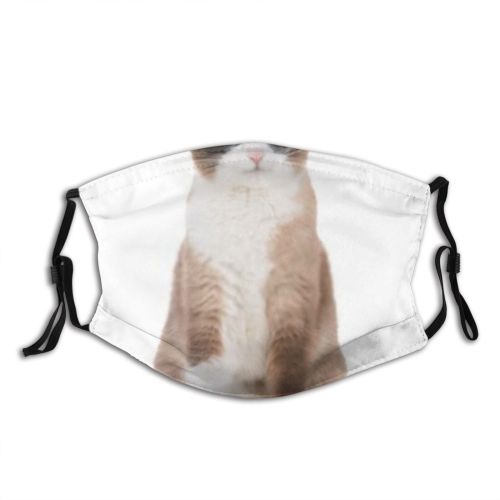 yanfind Isolated Fur Snow Cat Kitty Shorthair Grumpy Mouth Unapproving Posing Snowshoe Stand Dust Washable Reusable Filter and Reusable Mouth Warm Windproof Cotton Face
