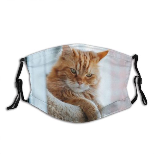 yanfind Isolated Fur Young Cat Kitty Cute Coon Big Ginger Baby Curious Beautiful Dust Washable Reusable Filter and Reusable Mouth Warm Windproof Cotton Face