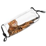 yanfind Isolated Fur Young Cat Cute Macro Bengal Beautiful Pretty Lie Pet Studio Dust Washable Reusable Filter and Reusable Mouth Warm Windproof Cotton Face