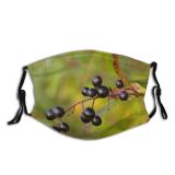 yanfind Plant Acorn Flower Croatia Huckleberry Tree Plant Berries Haw Woody Chokeberry Leaf Dust Washable Reusable Filter and Reusable Mouth Warm Windproof Cotton Face