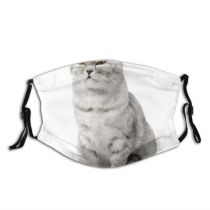 yanfind Isolated Unusual Manager Young Stern Cat British Cute Shorthair Grumpy Grey Haughty Dust Washable Reusable Filter and Reusable Mouth Warm Windproof Cotton Face