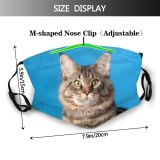 yanfind Fur Article Striped Cat Kitty Cute Coon Big Grey Staring Calendar Calm Dust Washable Reusable Filter and Reusable Mouth Warm Windproof Cotton Face