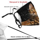 yanfind Isolated Fur Young Little Cat Striped Cute Tender Carnivore Shorthair Active Macro Dust Washable Reusable Filter and Reusable Mouth Warm Windproof Cotton Face