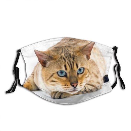 yanfind Cat Seal Bengal Sight Shot Pet Studio Tabby Felidae Indoor Eye Photo Dust Washable Reusable Filter and Reusable Mouth Warm Windproof Cotton Face