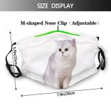 yanfind Isolated Whisker Fur Young Little Cat Kitty British Cute Striped Shorthair Adorable Dust Washable Reusable Filter and Reusable Mouth Warm Windproof Cotton Face