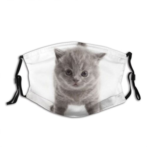 yanfind Isolated Fur Young Cat Kitty British Cute Carnivore Grey Pedigreed Pedigree Baby Dust Washable Reusable Filter and Reusable Mouth Warm Windproof Cotton Face