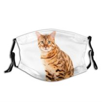 yanfind Isolated Awkward Unusual Cat Focus Over Pedigree Cutout Bengal Space Beautiful Hunched Dust Washable Reusable Filter and Reusable Mouth Warm Windproof Cotton Face