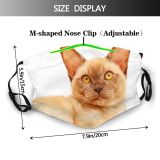 yanfind Isolated Apartment Asian Fur Young Cat Kitty Burmese Shorthair Room Pedigree Female Dust Washable Reusable Filter and Reusable Mouth Warm Windproof Cotton Face