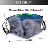 yanfind Isolated Fur Young Little Cat Kitty British Cute Kittens Box Shorthair Grey Dust Washable Reusable Filter and Reusable Mouth Warm Windproof Cotton Face