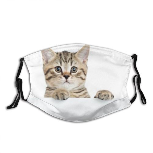 yanfind Isolated Fur Young Striped Cat Kitty Cute Whiteboard Grey Billboard Peeking Blank Dust Washable Reusable Filter and Reusable Mouth Warm Windproof Cotton Face