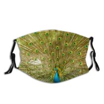 yanfind Ground Peacock Tail Phasianidae Beak Feather Bird Peafowl Organism Peafowl Park Pleasure Dust Washable Reusable Filter and Reusable Mouth Warm Windproof Cotton Face