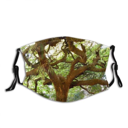 yanfind Plant Arvore Brasil Garden Tree Broadleaf Tree Temperate Plant Baum Forest Brazil Dust Washable Reusable Filter and Reusable Mouth Warm Windproof Cotton Face