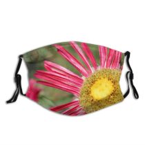 yanfind Plant Aster Annual Leaves Flower China Grass Flower Wildflower Daisy Plant Dog Dust Washable Reusable Filter and Reusable Mouth Warm Windproof Cotton Face