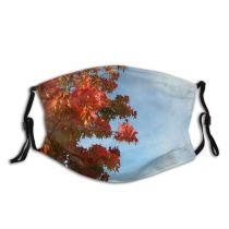 yanfind Maple Sky Autumn Woody Leaves Sky Plant Fall Branch Clouds Leaf Leaf Dust Washable Reusable Filter and Reusable Mouth Warm Windproof Cotton Face