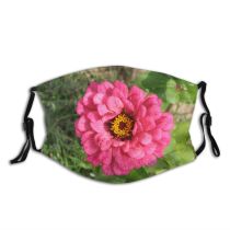 yanfind Plant Annual Romania Flower Flower Plant Mediaserv Zinnia Botany Common Petal Peony Dust Washable Reusable Filter and Reusable Mouth Warm Windproof Cotton Face