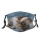 yanfind Isolated Fur Young Cat Kitty Cute Beautiful Pretty Face Wash Pet Sleep Dust Washable Reusable Filter and Reusable Mouth Warm Windproof Cotton Face