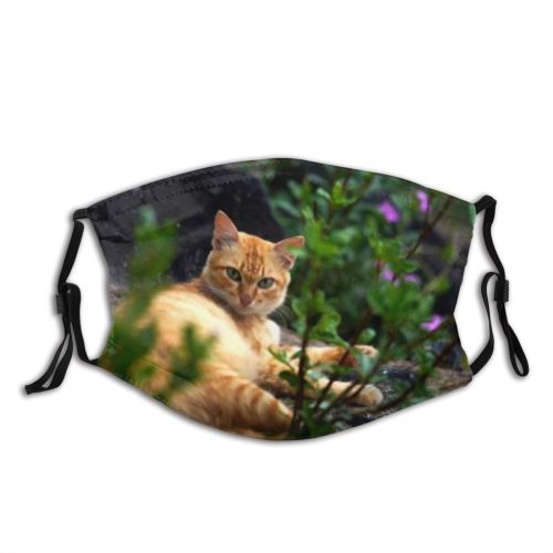 yanfind Garden Fur Young Cat Kitty Cute Grass Beautiful Pretty Pet Eyes Portrait Dust Washable Reusable Filter and Reusable Mouth Warm Windproof Cotton Face