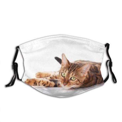 yanfind Isolated Fur Young Cat Cute Shorthair Pedigreed Leopard Pedigree Bengal Beautiful Pretty Dust Washable Reusable Filter and Reusable Mouth Warm Windproof Cotton Face