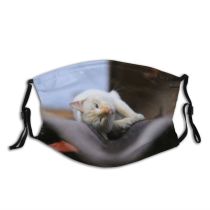 yanfind Fur Young Life Roof Cat Cute Old Summer Relax Beautiful Sleeping Pet Dust Washable Reusable Filter and Reusable Mouth Warm Windproof Cotton Face