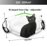 yanfind Isolated Young Cat Kitty British Nobody Vertebrate Shot Pet Studio Bombay Creature Dust Washable Reusable Filter and Reusable Mouth Warm Windproof Cotton Face