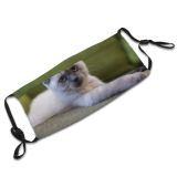 yanfind Isolated Fur Young Straight Sill Cat Kitty British Cute Grey Window Flowers Dust Washable Reusable Filter and Reusable Mouth Warm Windproof Cotton Face