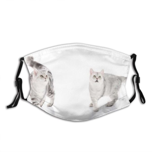 yanfind Isolated Fur Young Cat Kitty British Cute Space Beautiful Pretty Sibling Shot Dust Washable Reusable Filter and Reusable Mouth Warm Windproof Cotton Face