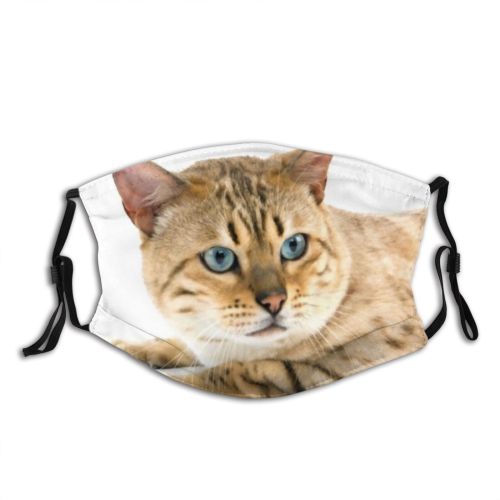 yanfind Cat Seal Bengal Sight Pet Cats Studio Individual Tabby Profile Felidae Portrait Dust Washable Reusable Filter and Reusable Mouth Warm Windproof Cotton Face