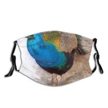 yanfind Winter Vertebrate Tail Bird Bird Peafowl Phasianidae Galliformes Peacock Beak Feather Dust Washable Reusable Filter and Reusable Mouth Warm Windproof Cotton Face