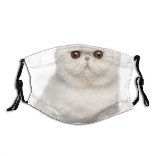 yanfind Isolated Fur Young Cat Cute Shorthair Old Tiny Space Vertebrate Shot Months Dust Washable Reusable Filter and Reusable Mouth Warm Windproof Cotton Face