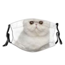 yanfind Isolated Fur Young Cat Cute Shorthair Old Tiny Space Vertebrate Shot Months Dust Washable Reusable Filter and Reusable Mouth Warm Windproof Cotton Face
