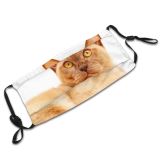 yanfind Isolated Apartment Asian Fur Young Cat Kitty Burmese Shorthair Room Pedigree Female Dust Washable Reusable Filter and Reusable Mouth Warm Windproof Cotton Face