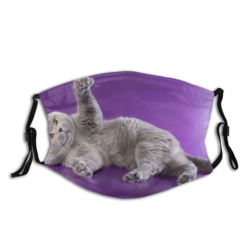 yanfind Fur Young Cat British Cute Resting Shorthair English Grey Purr Soft Beautiful Dust Washable Reusable Filter and Reusable Mouth Warm Windproof Cotton Face