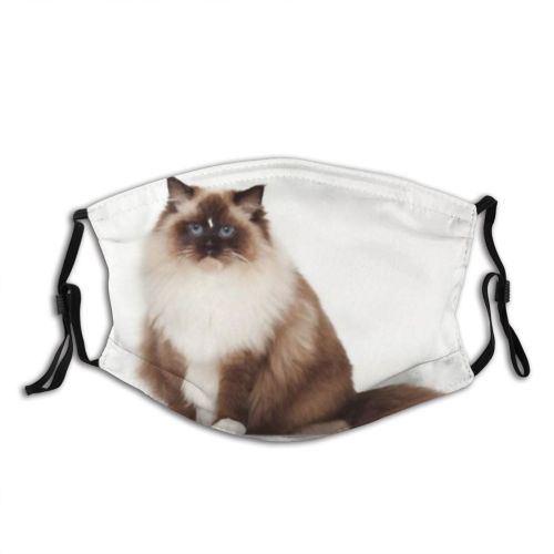 yanfind Isolated Fur Young Yelloweye Cat British Cute Shorthair Old Pedigree Baby Space Dust Washable Reusable Filter and Reusable Mouth Warm Windproof Cotton Face