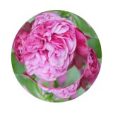 yanfind Adult Fisherman's Hat Poznań Geranium Images Carnation Rose Petal Peony Dahlia Plant Polska Garden Stock Fishing Fisherman Cap Travel Beach Sun protection
