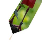 Yanfind Table Runner Beautiful Wing Wild Ibis Exotic Wings Colur Avian Plumage Wildlife Outdoors Beak Everyday Dining Wedding Party Holiday Home Decor