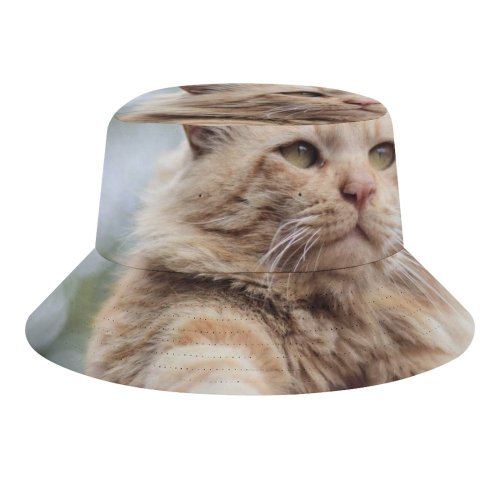 yanfind Adult Fisherman's Hat Lovely Images Pet Manx Tom Pakistan Angry Plant Stock Free Islamabad Pictures Fishing Fisherman Cap Travel Beach Sun protection