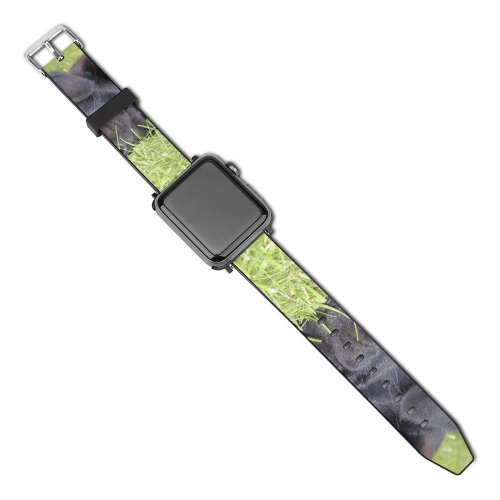 yanfind Watch Strap for Apple Watch Puppy Sleeping Vertebrate Canidae Dog Snout Sporting Grass Carnivore Coated Compatible with iWatch Series 5 4 3 2 1