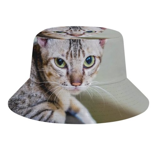 yanfind Adult Fisherman's Hat Lovely Images Pet Manx Public Wallpapers Abyssinian Phnom Cambodia Pictures Chair Room Fishing Fisherman Cap Travel Beach Sun protection