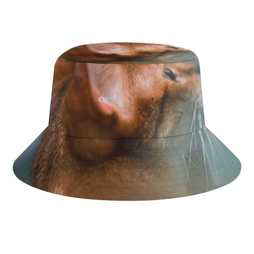 yanfind Adult Fisherman's Hat Lovely Images Wuhan Wallpapers Grey China Abyssinian Pictures Pet Kitten Free Cat Fishing Fisherman Cap Travel Beach Sun protection