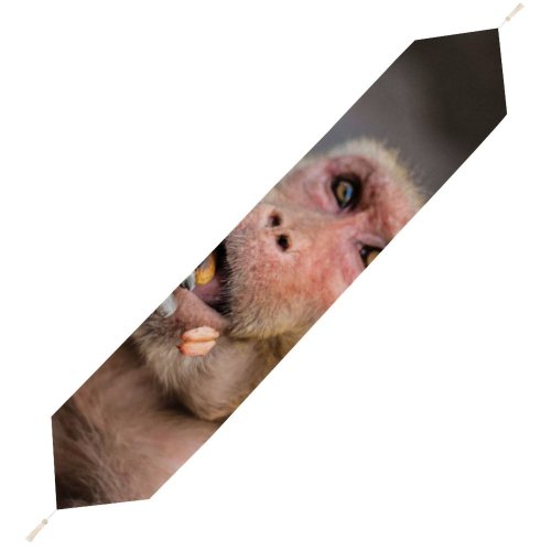Yanfind Table Runner Ape Portrait Surprise Watching Fur Look Jaipur Peanut Eating Face Images Monkey Everyday Dining Wedding Party Holiday Home Decor