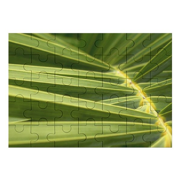 yanfind Picture Puzzle Leaf Terrestrial Plant Vegetation Arecales Saw Palmetto Tree Flower Family Game Intellectual Educational Game Jigsaw Puzzle Toy Set