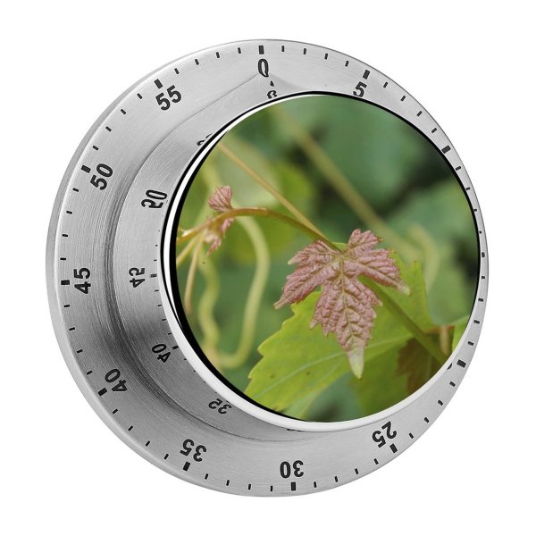 yanfind Timer  Leaf Grape Grapes Leaves Wine Flower Plant Flowering Botany Nettle Family 60 Minutes Mechanical Visual Timer